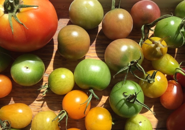 Des fruits et légumes en trop dans votre jardin ?